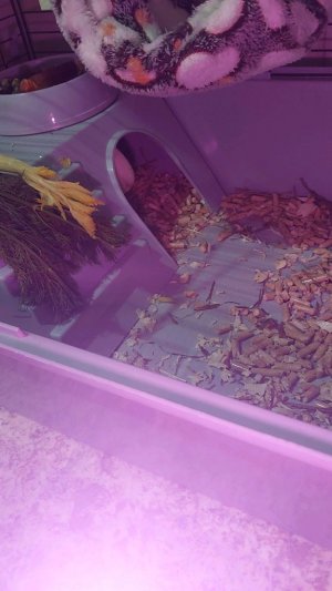 Белая длинношерстная морская свинка