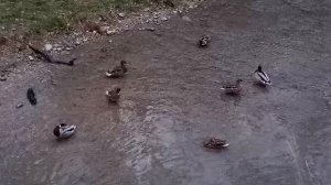 Кисловодск. Уточки в парке!  22.12.2025 г