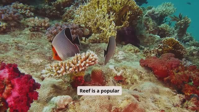 The Great Barrier Reef (Spotlight 10 Module 4)