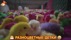 Цыплята милые пушистики растут на радость хозяину (109)