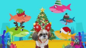 Новогодняя детская песня Акуленок Беби Шарк или Baby shark Christmas