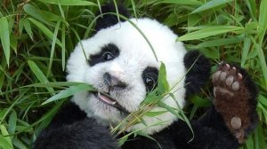 ЖИВОТНЫЙ МИР: ПАНДА
