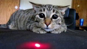 ПРИКОЛЫ С ЖИВОТНЫМИ 😺🐶 Смешные КОТЫ и СОБАКИ  Приколы с котами  СМЕШНЫЕ КОШКИ 2022 #62