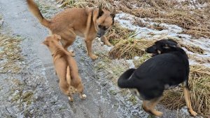 Суета с телефоном, бесснежный декабрь и яркие краски ольхи