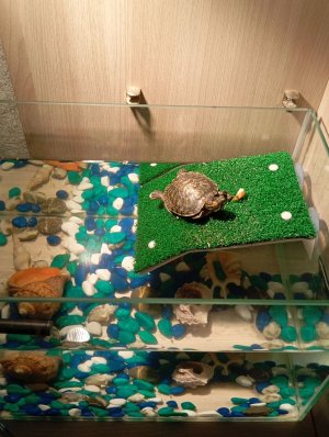 Первый эфир