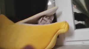 Кот спит в новой лежанке