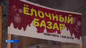 Ёлочные базары начали работать в Вологде и Череповце