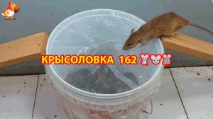 Крысоловка вариант (162) 🐀 Как сделать крысоловку своими руками и поймать кучу крыс 🐀🐁🐀