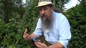 Святая трава, чернобыльник, полынь обыкновенная. С ЮТУБ канала Приют ангелов