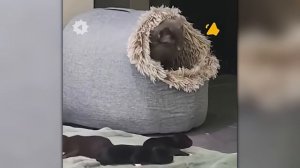 Эти Безумные Случаи с Животными Шокировали Интернет! Снято на Камеру!