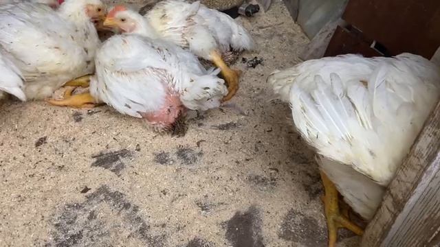 Нашим бройлерам 50 дней. 21 сентября