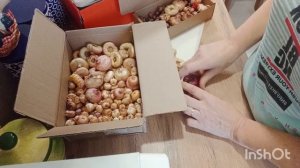 ГЛАДИОЛУСЫ. УСЛОВИЯ ХРАНЕНИЯ В ДОМАШНИХ УСЛОВИЯХ.