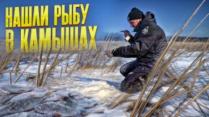 В камышах мелко, а есть вся рыба! Щука, окунь, лещ, сорога! Рыбалка на болоте удалась!
