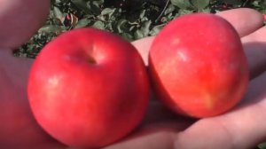 Если осыпаются яблоки