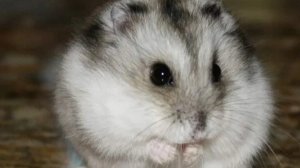 22-12-2025хома и виноград