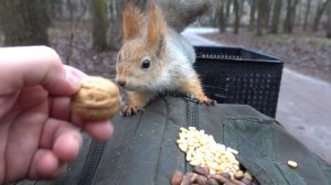 Удалось покормить Балерину. Зарисовка