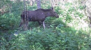 ПОХОД В ЛЕС ЗА ФОТОЛОВУШКАМИ — СНЯЛИ ЛОСЕЙ, КАБАНОВ И БАРСУКОВ