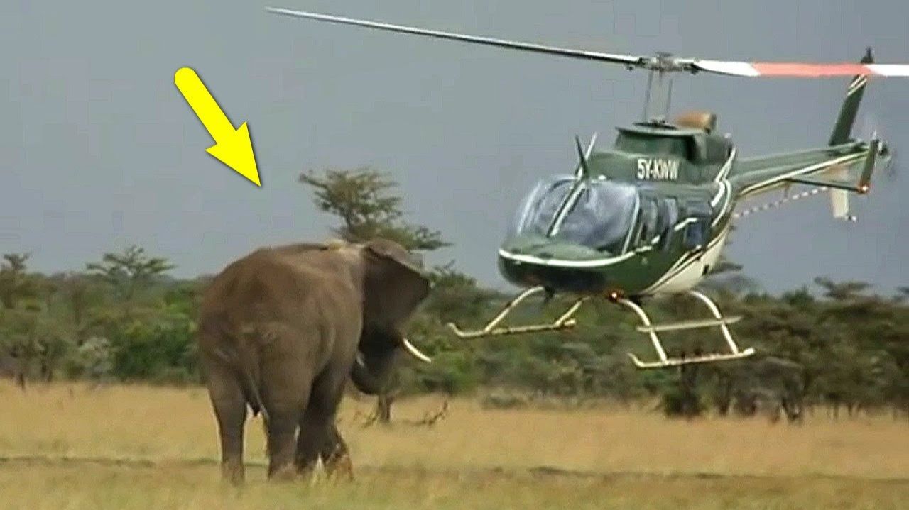 ЯРОСТЬ СЛОНА! Гиганты крушат всё, до чего доберутся! смотреть онлайн