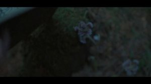 Смотрители 2024 (The Watchers 2024) Пересказ Фильма