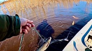 Сети кишат рыбой. Проверяем сети и фитили. Рыбалка на севере.