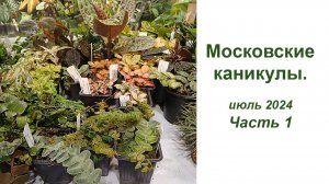 Московские каникулы часть 1. Выставка в GREENRARE  и мои адромискусы