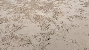 Рисунки крабов на песке!