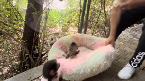 Анфиса с папой Владом и чаек попьют, и самсу поедят, и мотоцикл починят)))