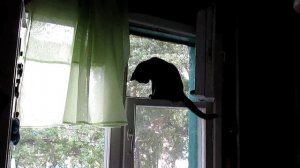 Кошка Люська. Эх, какие раньше были форточки, сейчас таких нет!