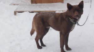 Мишкин бунт! 😁🦮  Смешные животные. 22-12-2025