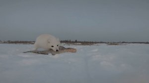 Рыбалка на реке, ловля налима. Песец на Енисее.