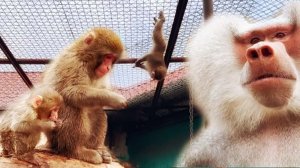 Праздник покинул семью Елисея, а Лиде так вообще, 100 лет не нужен! Ловкая Майя и пушистые макаки.