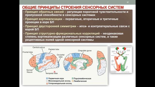 Лекция 11. Часть 1. Общая физиология сенсорных систем