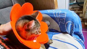 Жизнь на Алтае,что произошло в сарае