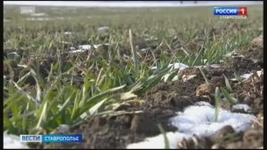 На ставропольских полях взошли 95 процентов озимых