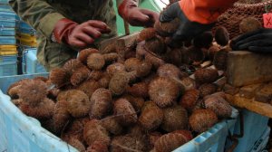 У жителя Сахалина конфисковали 36 млн рублей за контрабанду морских ежей