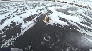 ОПАСНАЯ РЫБАЛКА ПО ТОНКОМУ ПЕРВОМУ ЛЬДУ. Окунь и щука на балансир и жерлицы. Зимняя рыбалка со льда