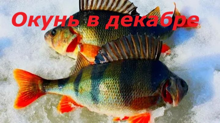 КАК ЛОВИТЬ ОКУНЯ в ДЕКАБРЕ? НАЖИВКИ и СНАСТИ для ЛОВЛИ ОКУНЯ! МЕСТА и ВРЕМЯ для РЫБАЛКИ в ДЕКАБРЕ смотреть онлайн
