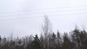 Что важно знать, если вы собираетесь срубить живую ёлку?