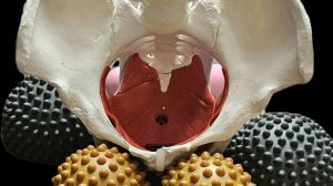 Тренировка №132 Тазовое дно