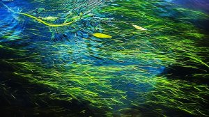 Голавль 3 сек. Лещи 1.20; 3.05; 3.22; 3.37, 6.32; 8.01 мин. Жерешки 2.45; 4.24 мин.