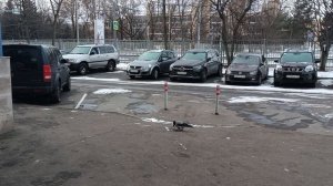 ВДНХ/Поговорим с воронами/