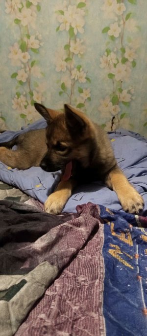 смешное видео