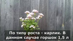 Блиц-обзор сорта пеларгонии Dream Lover