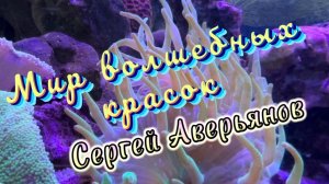 Мир волшебных красок, Сергей Аверьянов, красивая инструментальная музыка