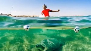 Покатай меня большая черепаха!