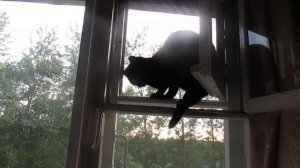 Кошка Люська. Сразу и не поймешь как она там оказалась!