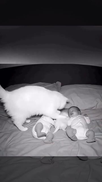 Спите, я вам всем помурчу