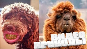 ПРИКОЛ \ ПОДБОРКА ПРИКОЛОВ Я РЖАЛ ДО СЛЕЗ, ЛУЧШИЕ ПРИКОЛЫ 2025 СМЕШНЫЕ ВИДЕО, ДЕВУШКИ , ПОДБОРКА