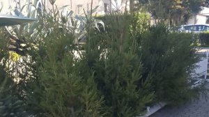 В Сочи заработали елочные базары