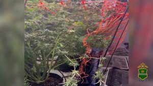 Калужские полицейские задержали москвича за организацию наркопитомника по выращиванию конопли